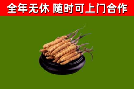 邯郸烟酒回收冬虫夏草.jpg